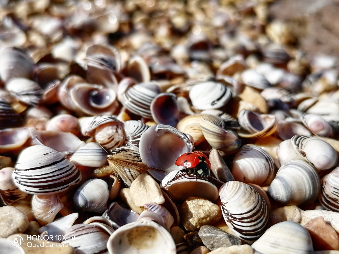 pimg-srchttpsiforum-dechihonorcomitdataimages202122763f23bc2-1ca8-4e2a