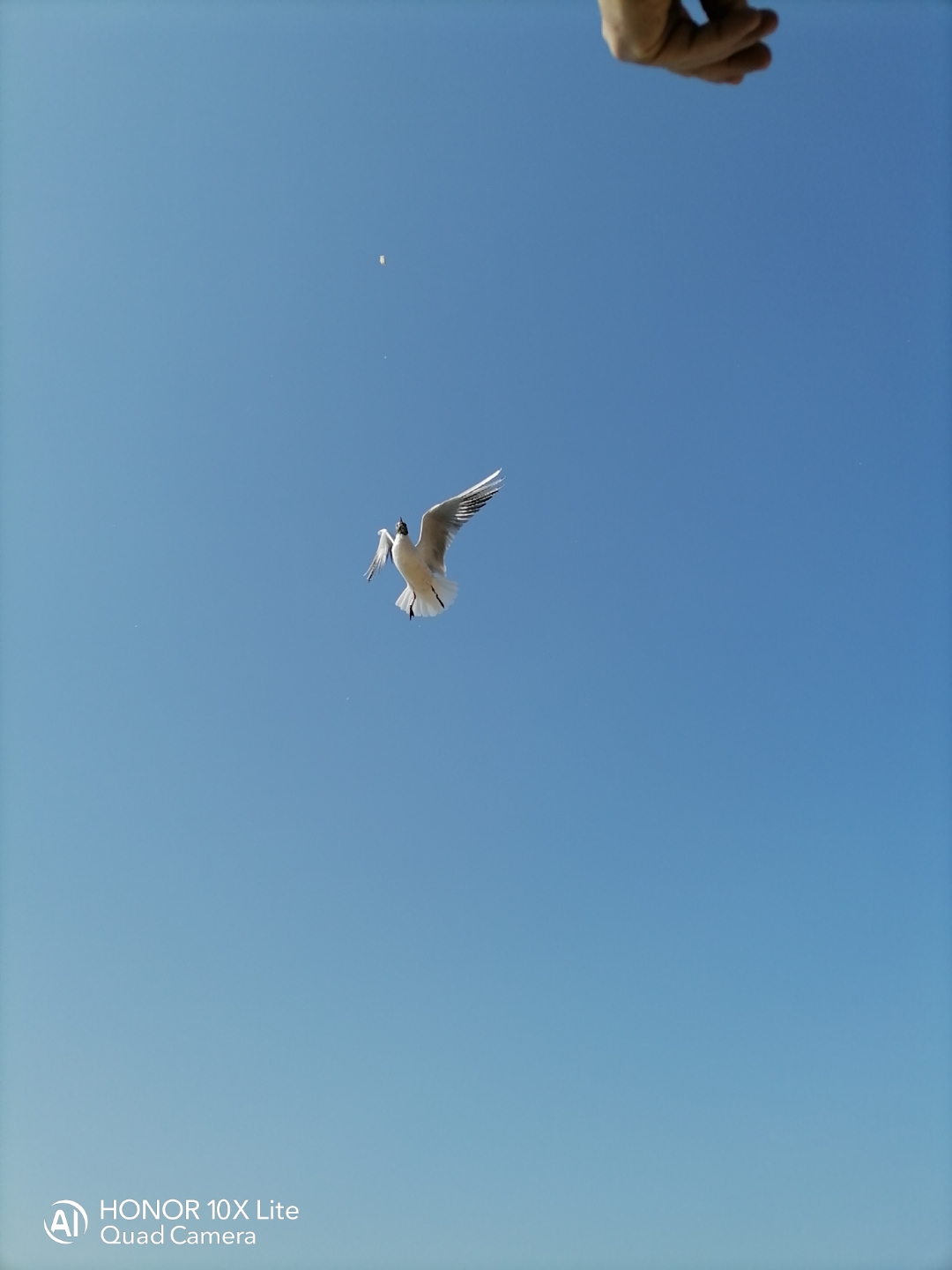 pimg-srchttpsiforum-dechihonorcomitdataimages202122763f23bc2-1ca8-4e2a