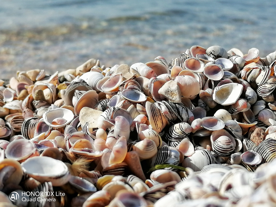 pimg-srchttpsiforum-dechihonorcomitdataimages202122763f23bc2-1ca8-4e2a