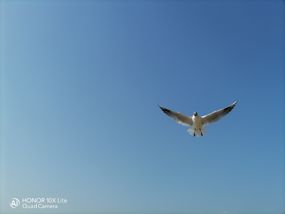 pimg-srchttpsiforum-dechihonorcomitdataimages202122763f23bc2-1ca8-4e2a