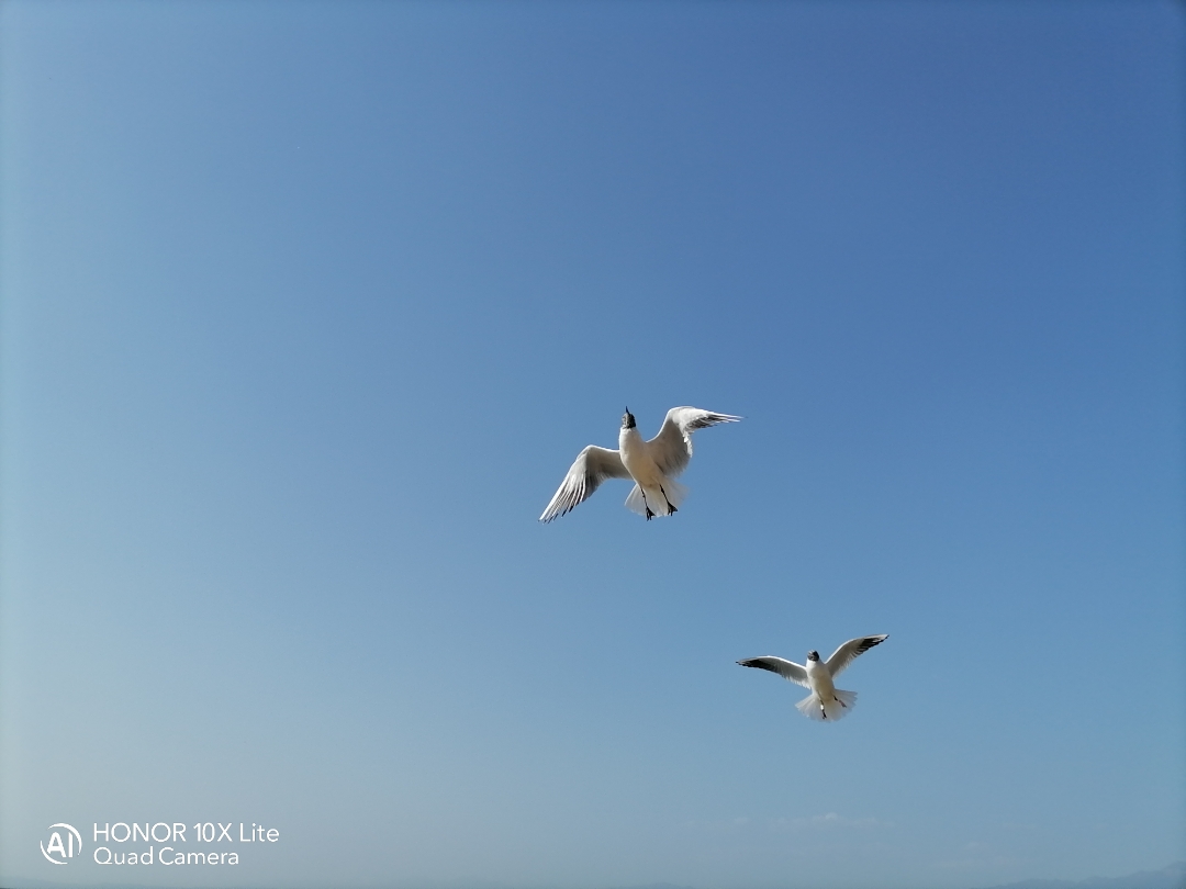 pimg-srchttpsiforum-dechihonorcomitdataimages202122763f23bc2-1ca8-4e2a