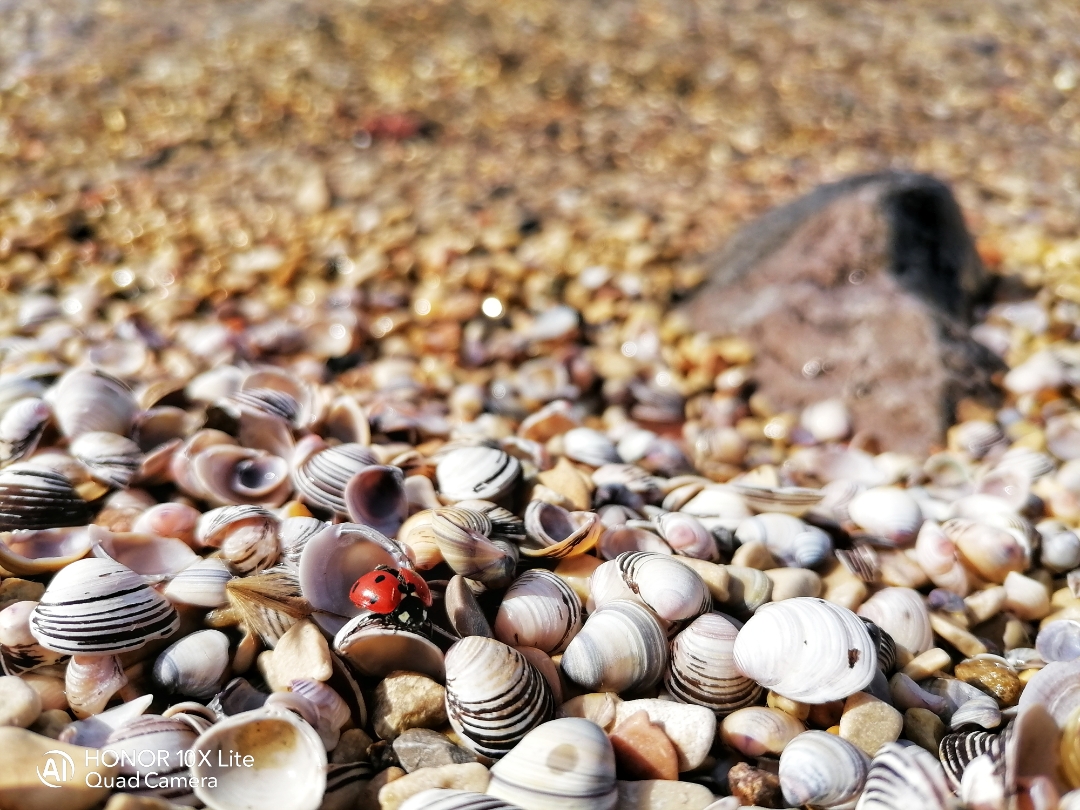 pimg-srchttpsiforum-dechihonorcomitdataimages202122763f23bc2-1ca8-4e2a