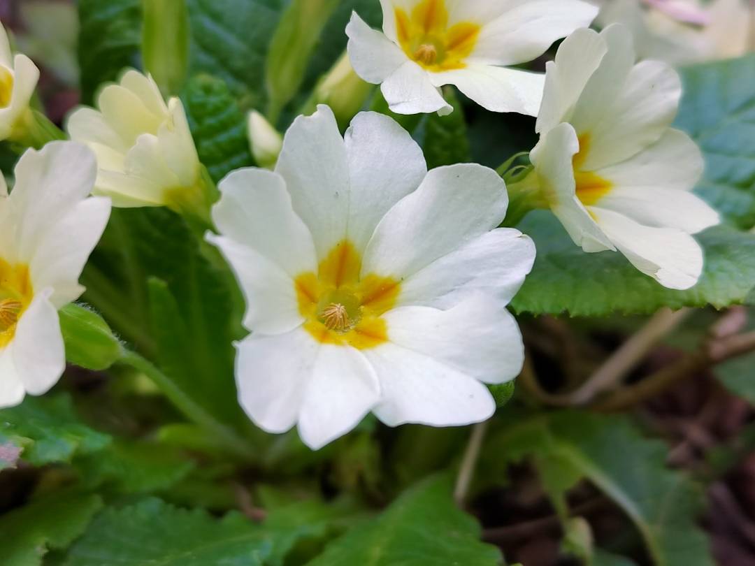 p-styletext-align-centerBuon-lunedi-Communitypp-styletext-align