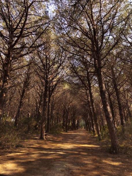 p-styletext-align-centerCiao-COMMUNITYpp-styletext-align-centercome