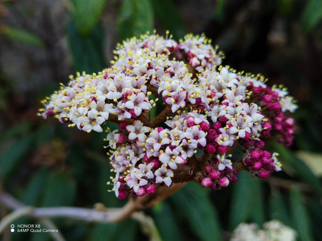 pimg-srchttpsiforum-dechihonorcomitdataimages2022419885b2cdd-a0fe-4418