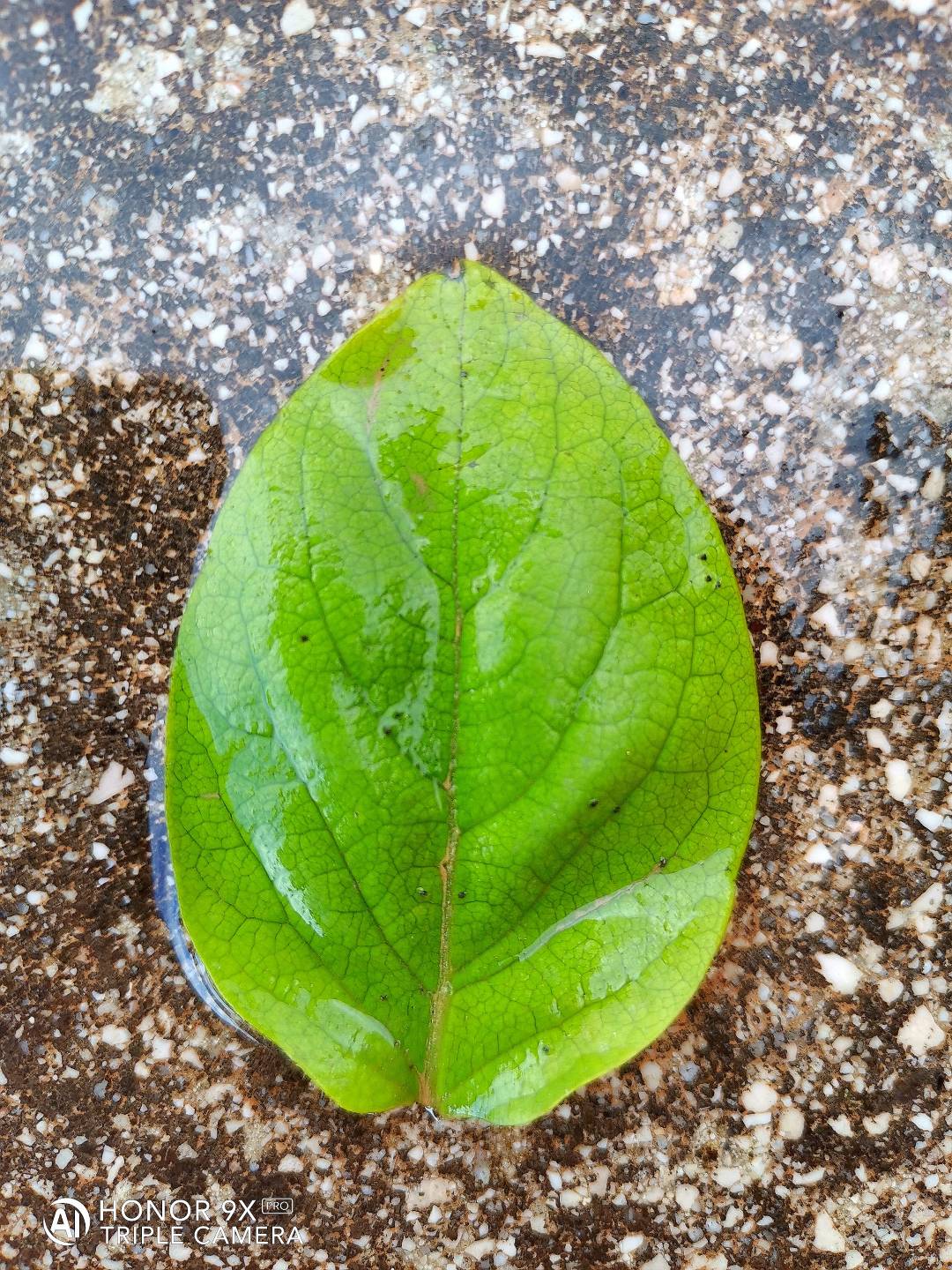 p-styletext-align-centerBuon-Lunedi-Communitypp-styletext-align