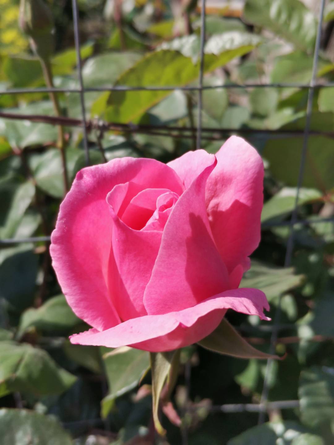 p-styletext-align-centerBuongiorno-Communitynbspimg-srchttpsiforum