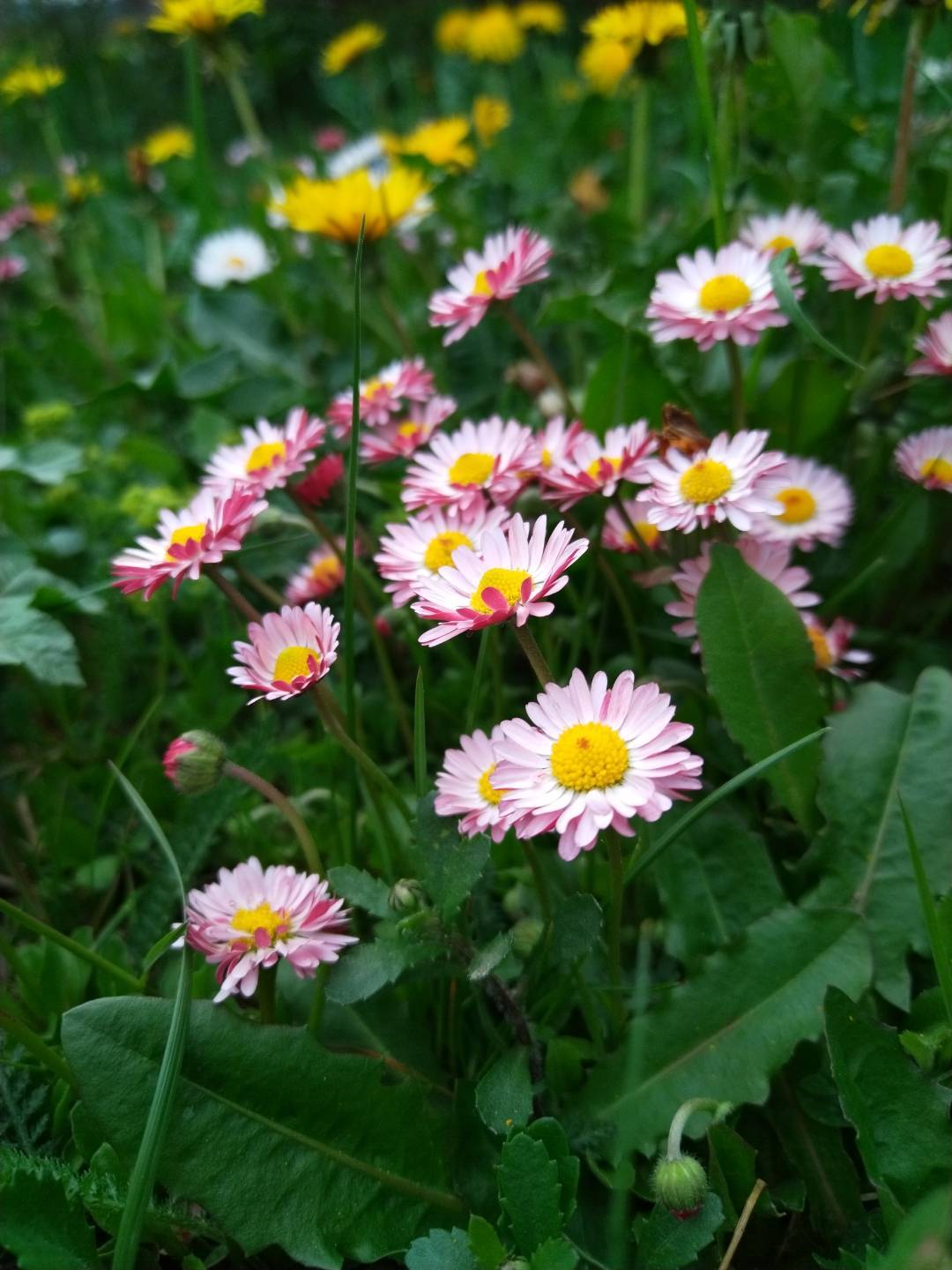 p-styletext-align-centerBuongiorno-Communitynbspimg-srchttpsiforum