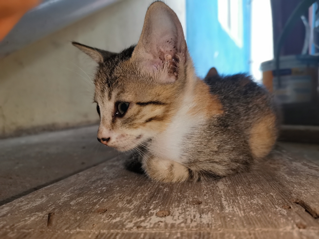 p-styletext-align-centerstrongHi-HONOR-Fansstrongpp-styletext-align