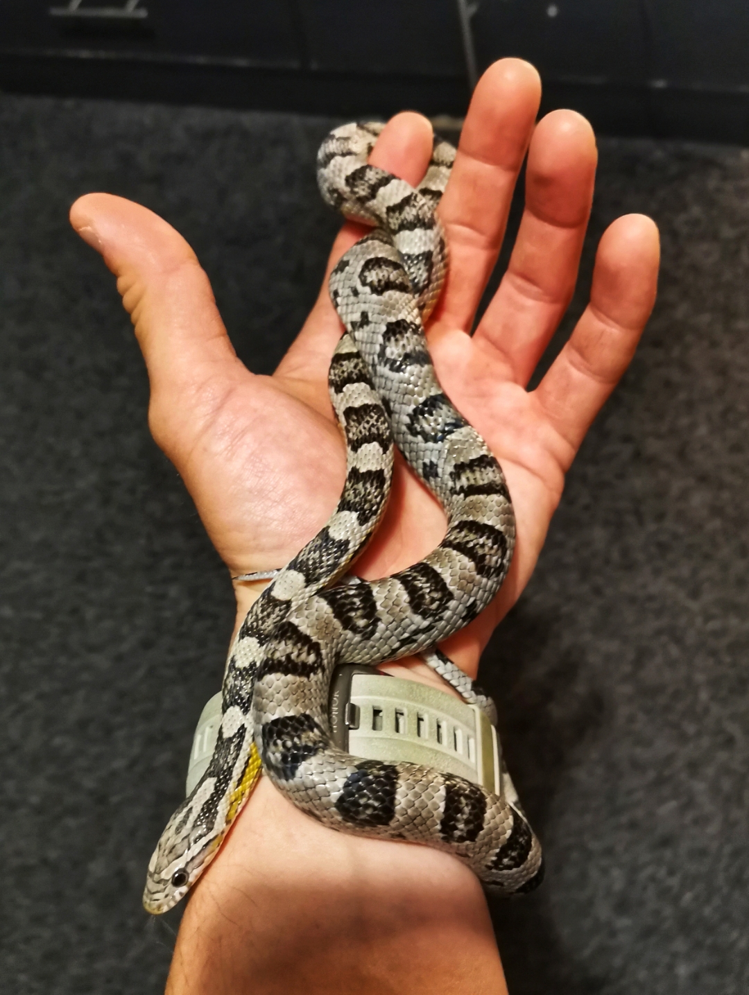 p-styletext-align-centerstrongHi-HONOR-Fansstrongpp-styletext-align