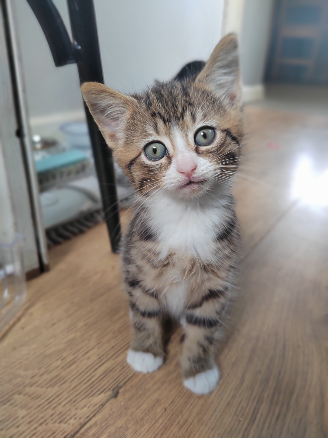 p-styletext-align-centerstrongHi-HONOR-Fansstrongpp-styletext-align