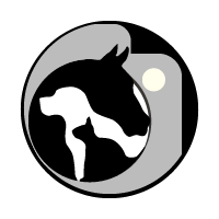 p-styletext-align-centerstrongHi-HONOR-Fansstrongpp-styletext-align