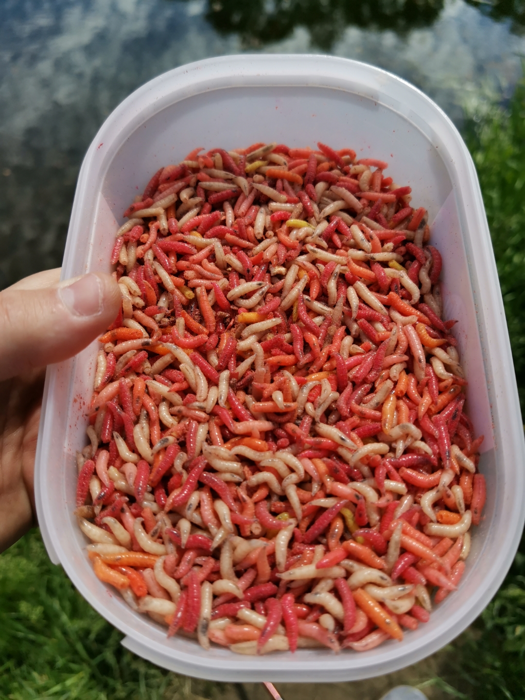 few-pics-from-today-honor-20-pro