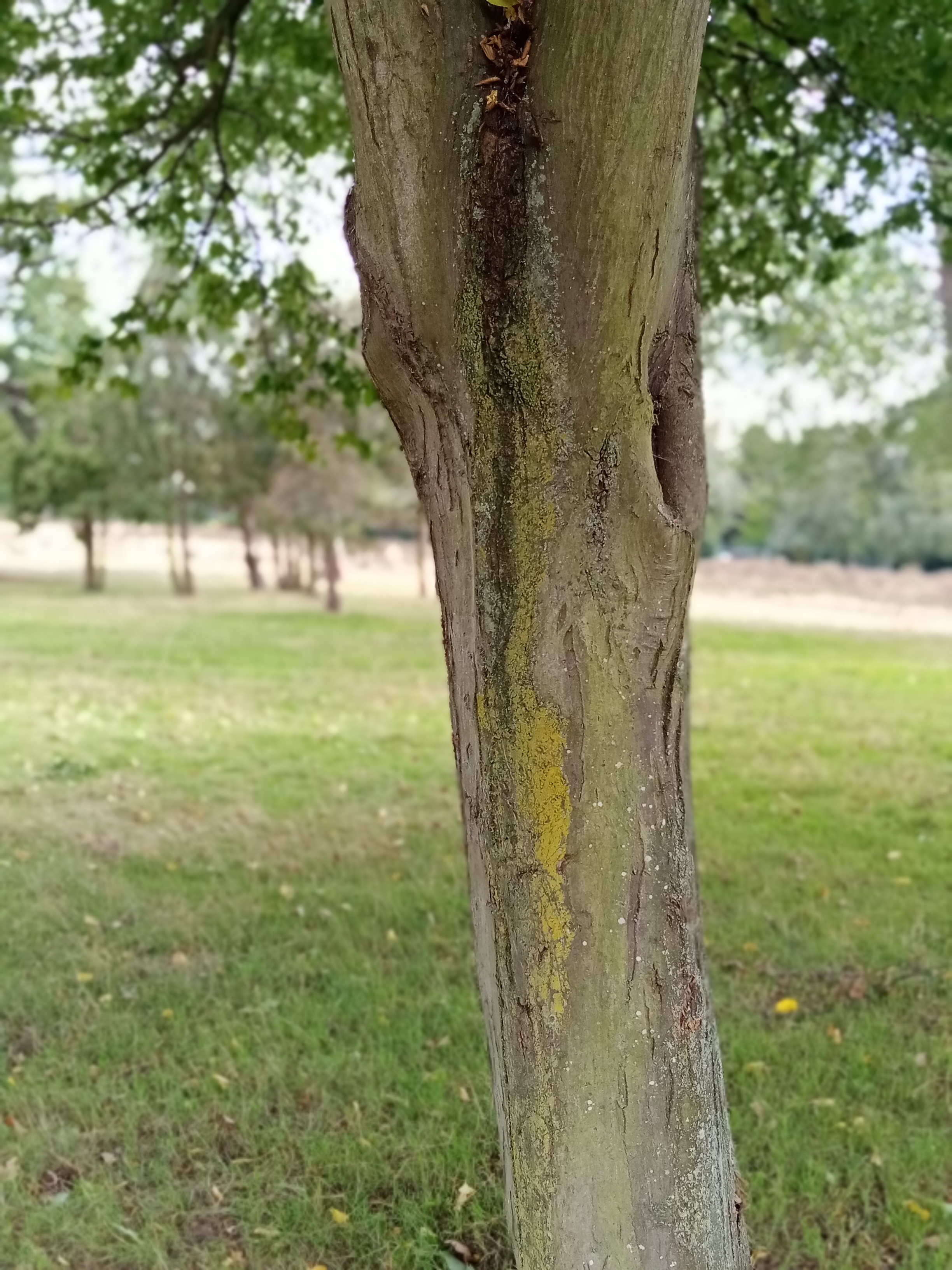 p-stylemargin-left24pxtext-alignjustifyspan-stylecolor-rgb15-15-15