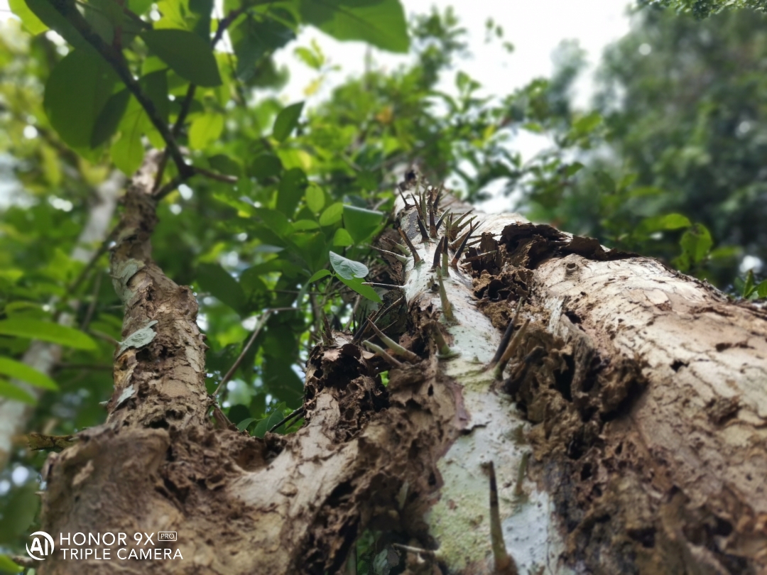 phallu-allppimg-srchttpsiforum-dechihonorcomukdataimages202083ae73afe7