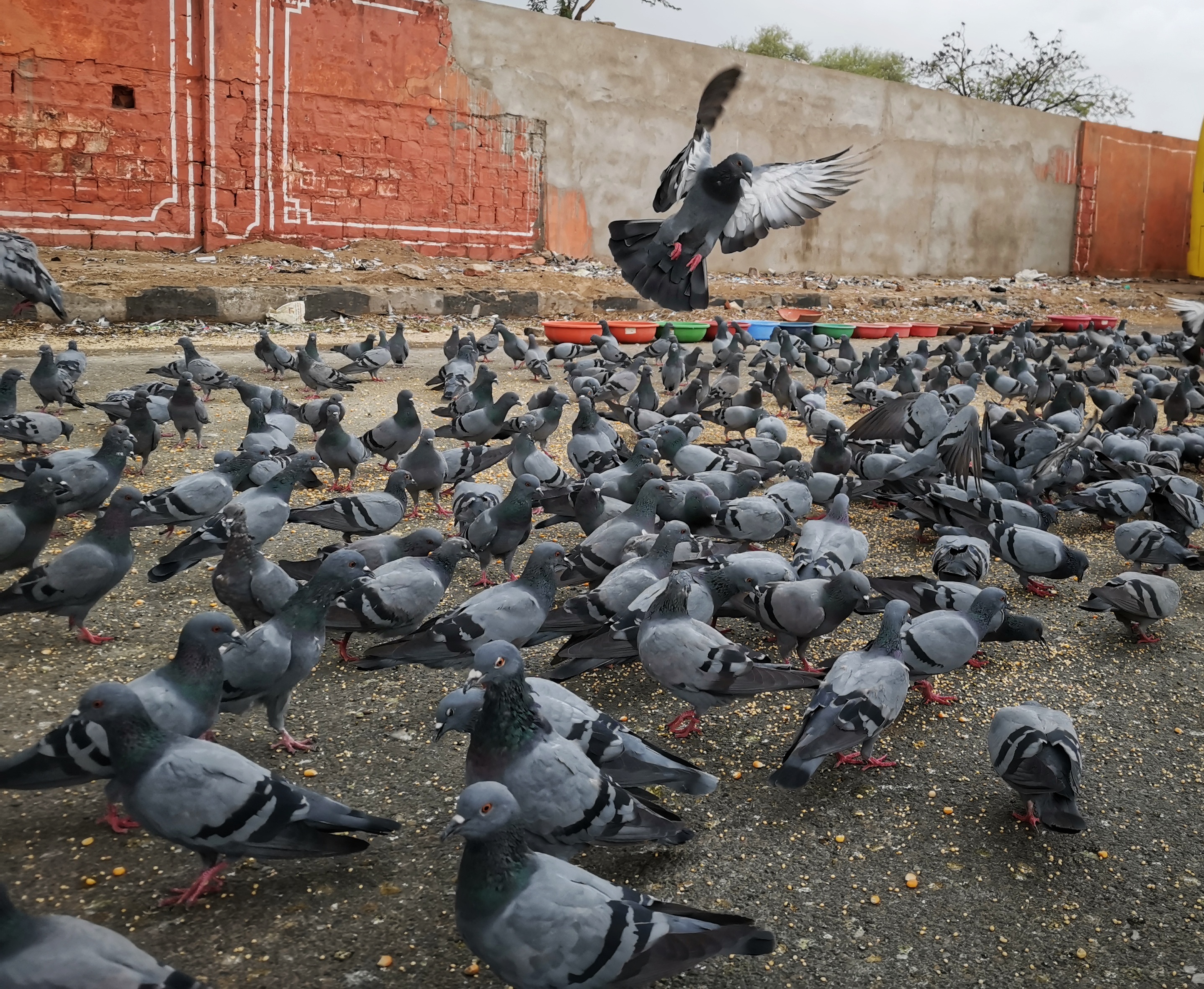 Photography-HONOR-20-Super-Macro-Photography