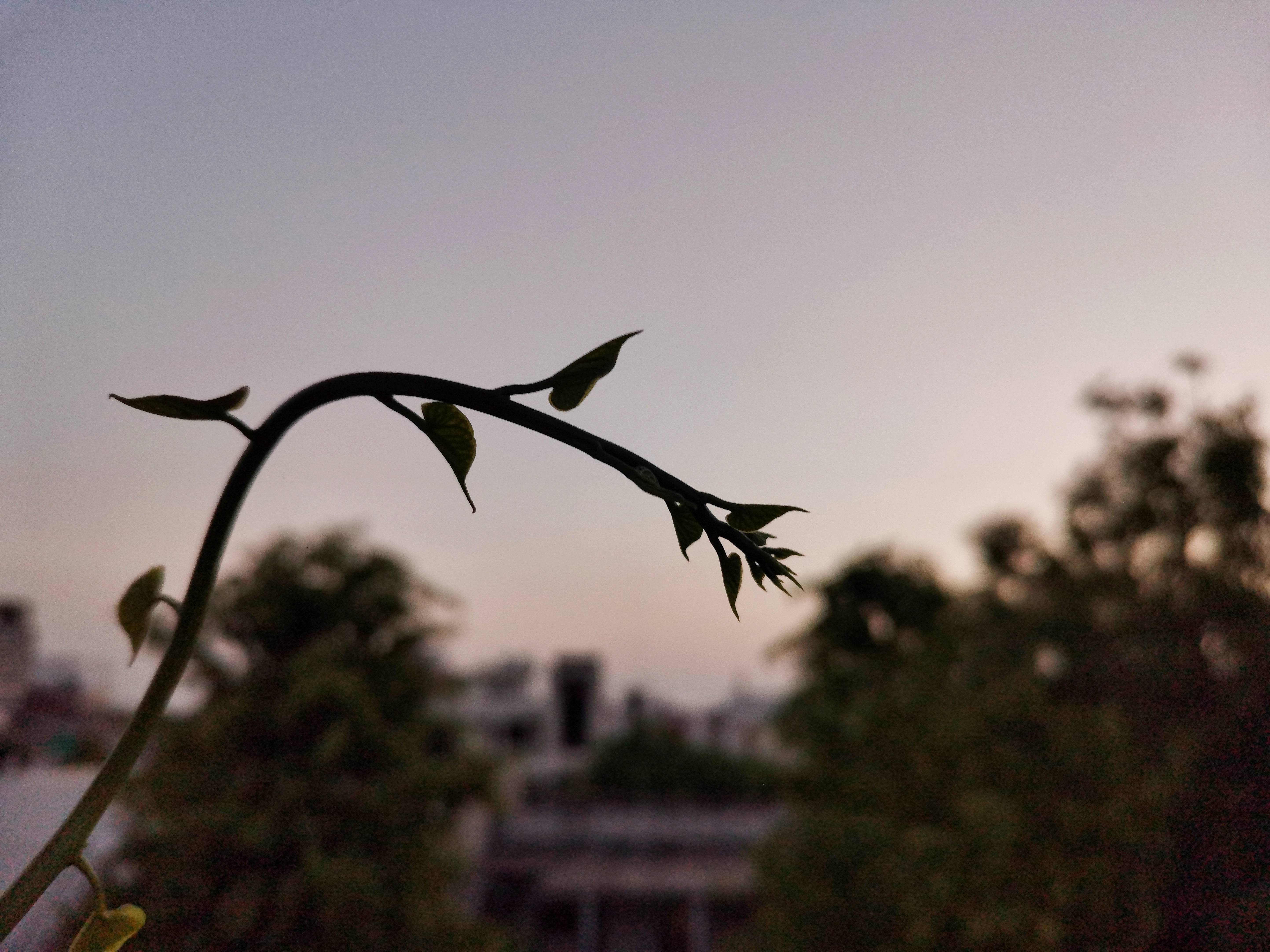 Photography-HONOR-20-Super-Macro-Photography