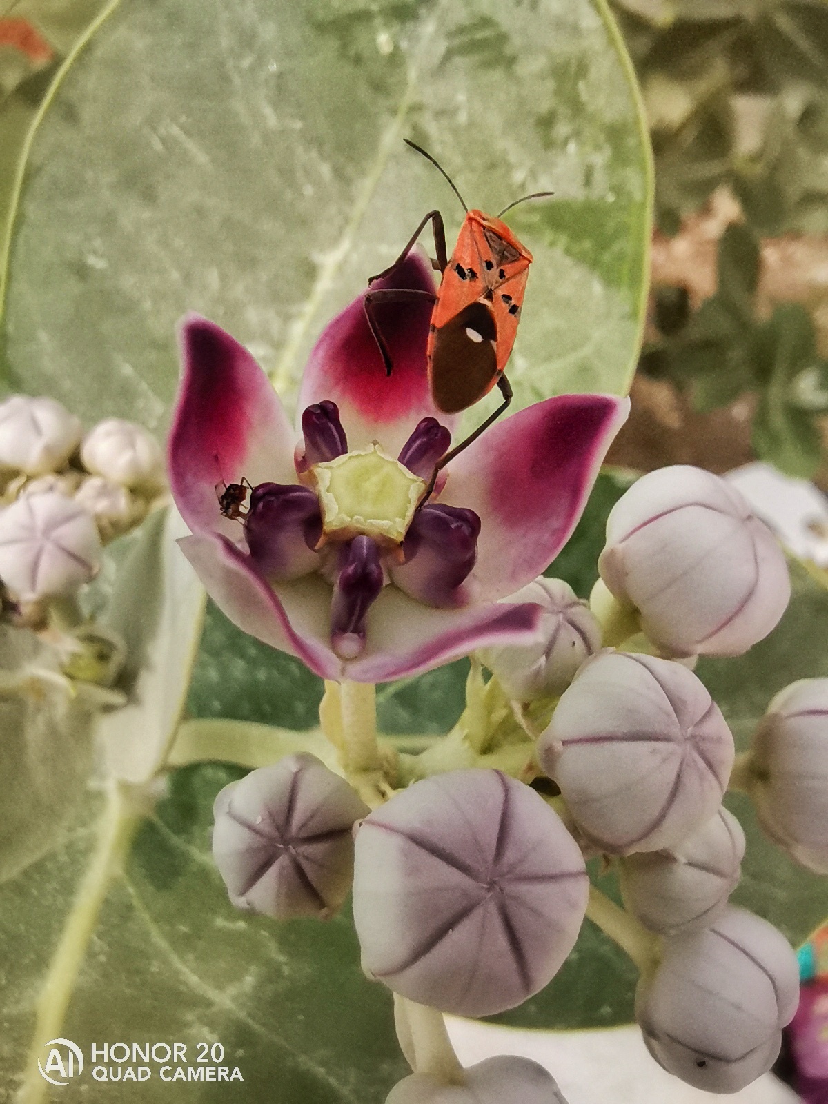 Photography-HONOR-20-Super-Macro-Photography