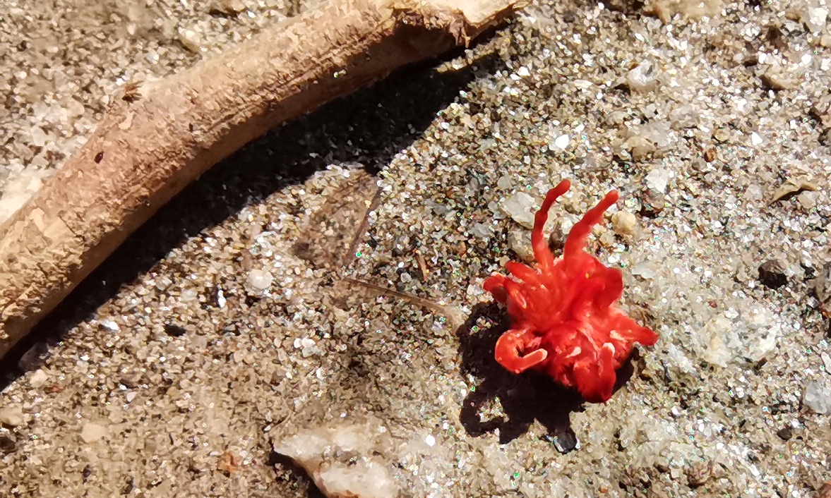 Photography-HONOR-20-Super-Macro-Photography