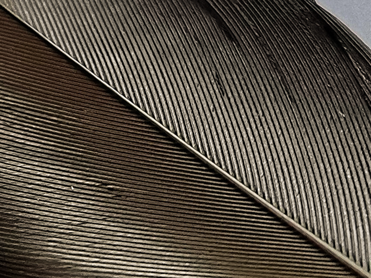 Macro-Mobile-Photography-Honor-9X-pro-samples