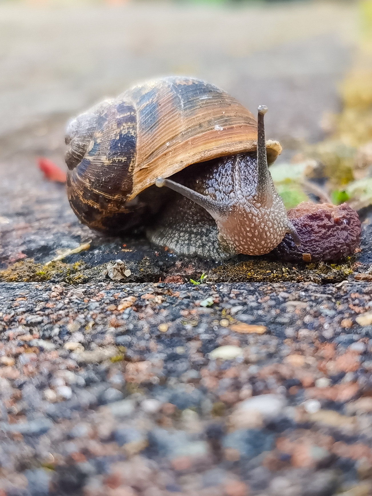 Macro-Mobile-Photography-Honor-9X-pro-samples