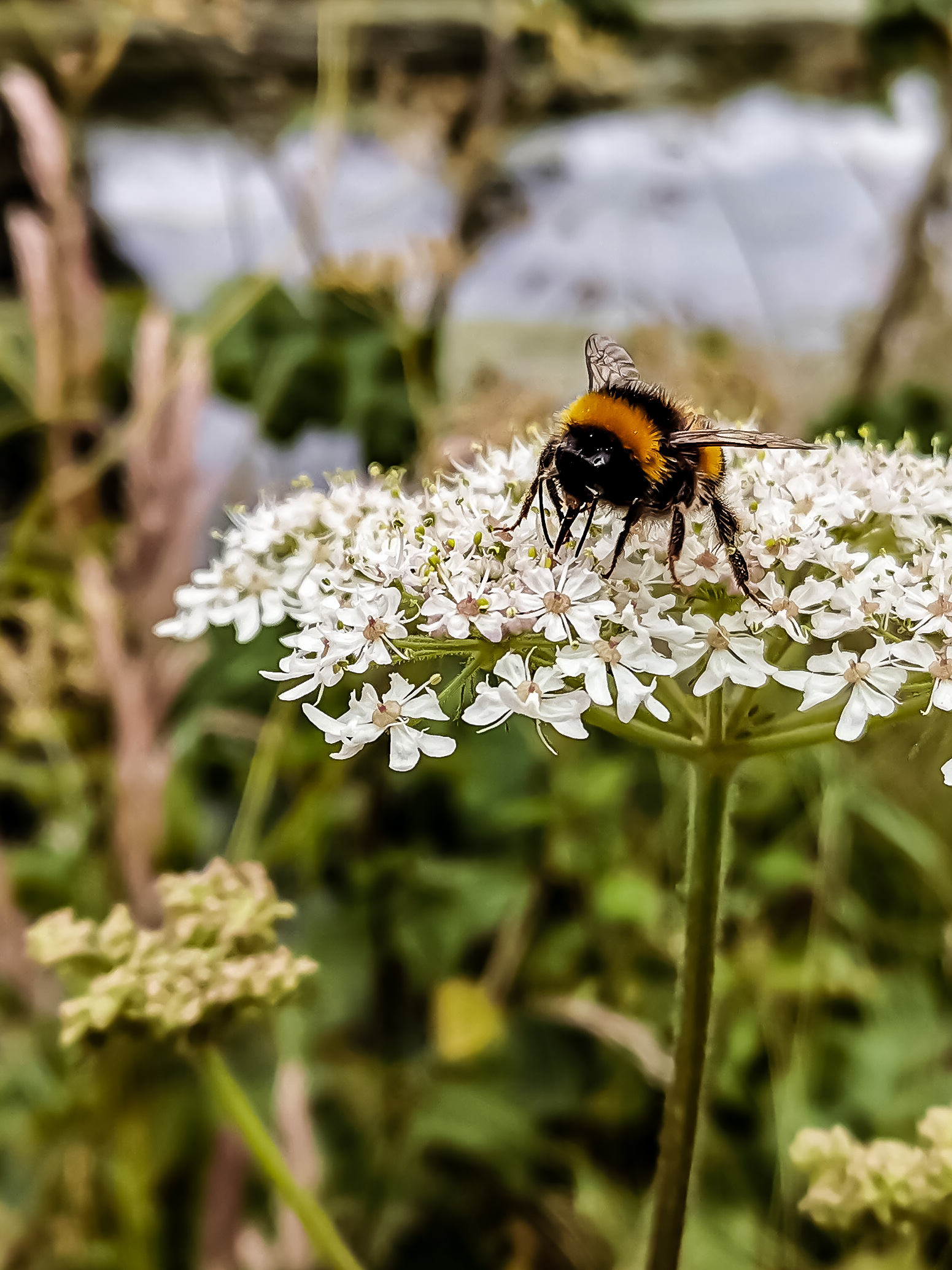 Macro-Mobile-Photography-Honor-9X-pro-samples