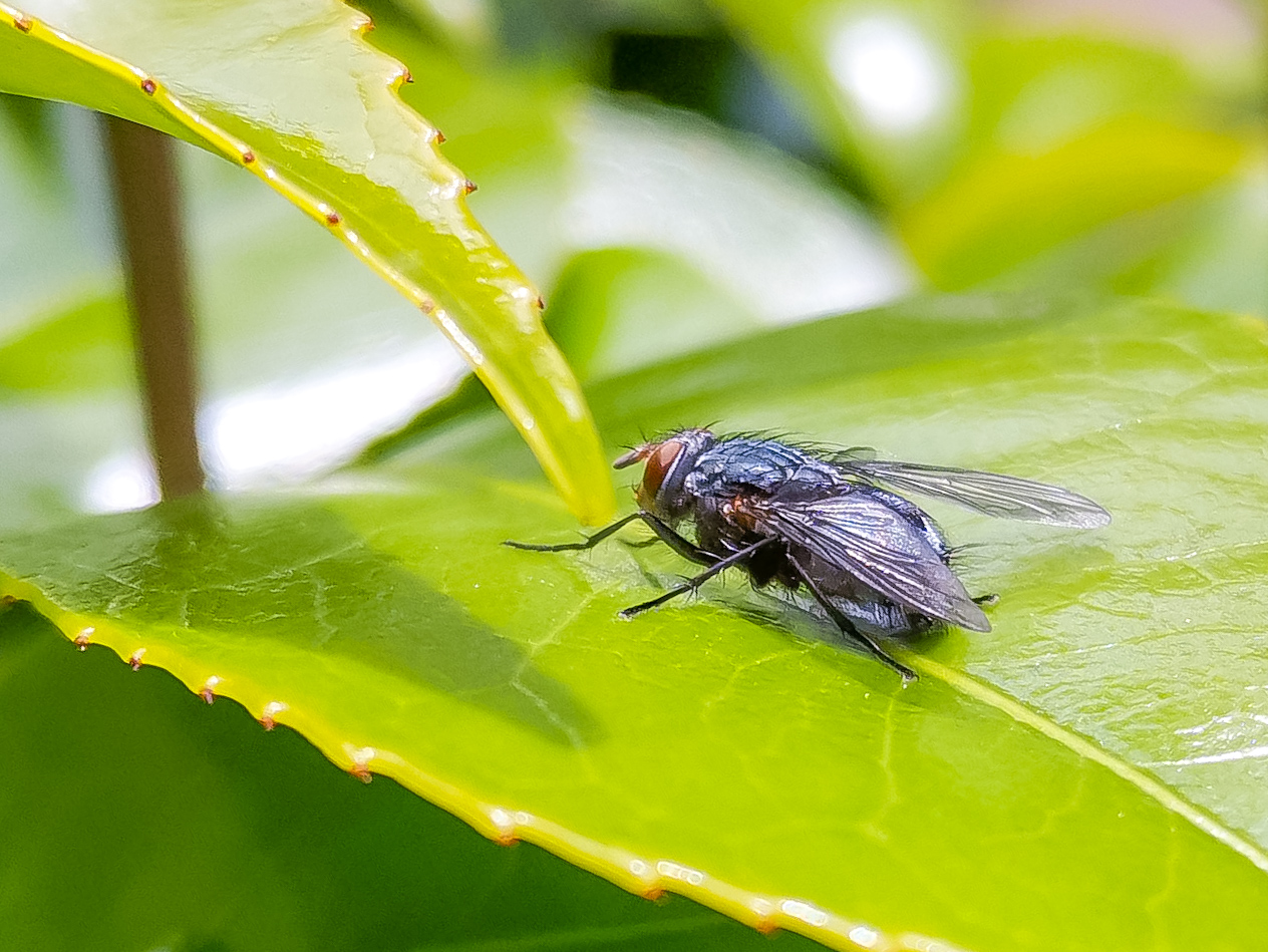 Macro-Mobile-Photography-Honor-9X-pro-samples