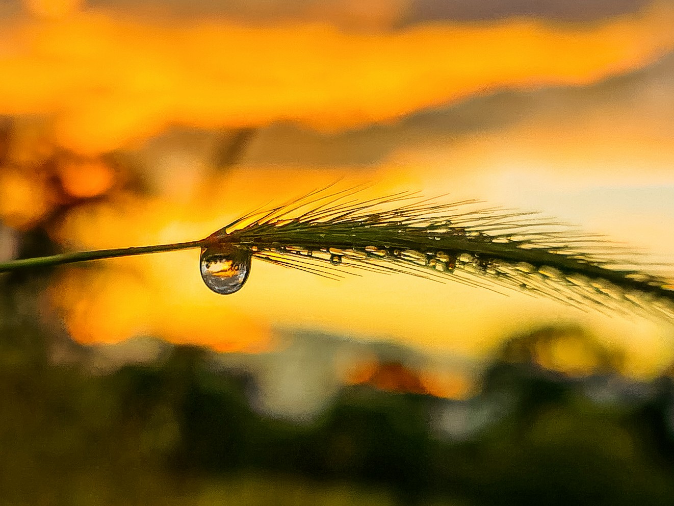 Macro-Mobile-Photography-Honor-9X-pro-samples