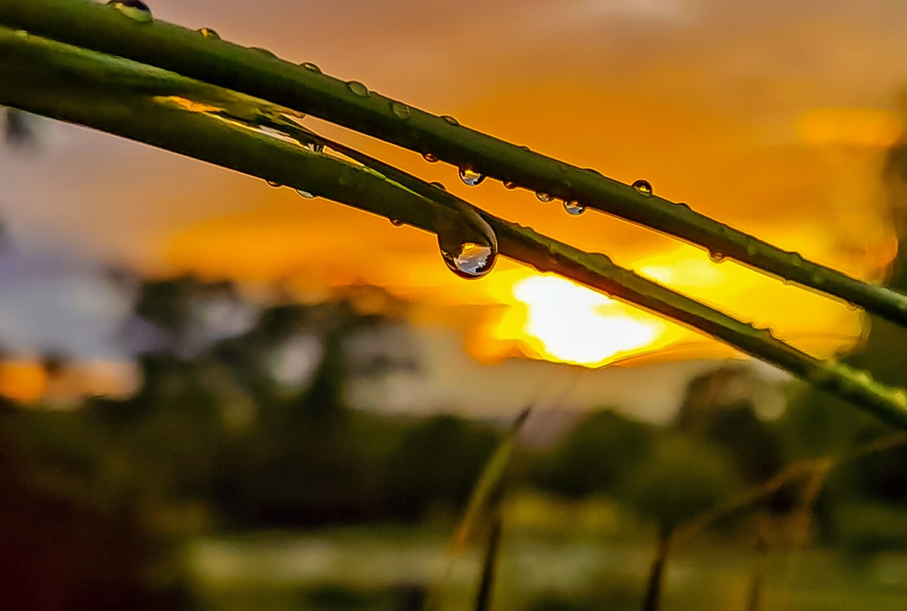 Macro-Mobile-Photography-Honor-9X-pro-samples