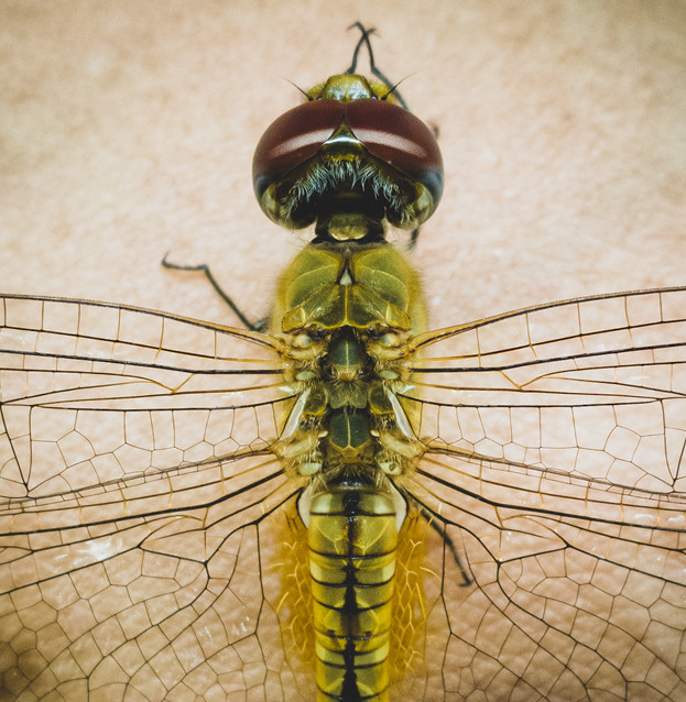 [Tutorial] How to Take Macro Shots without Macro Lens HONOR CLUB (UK)