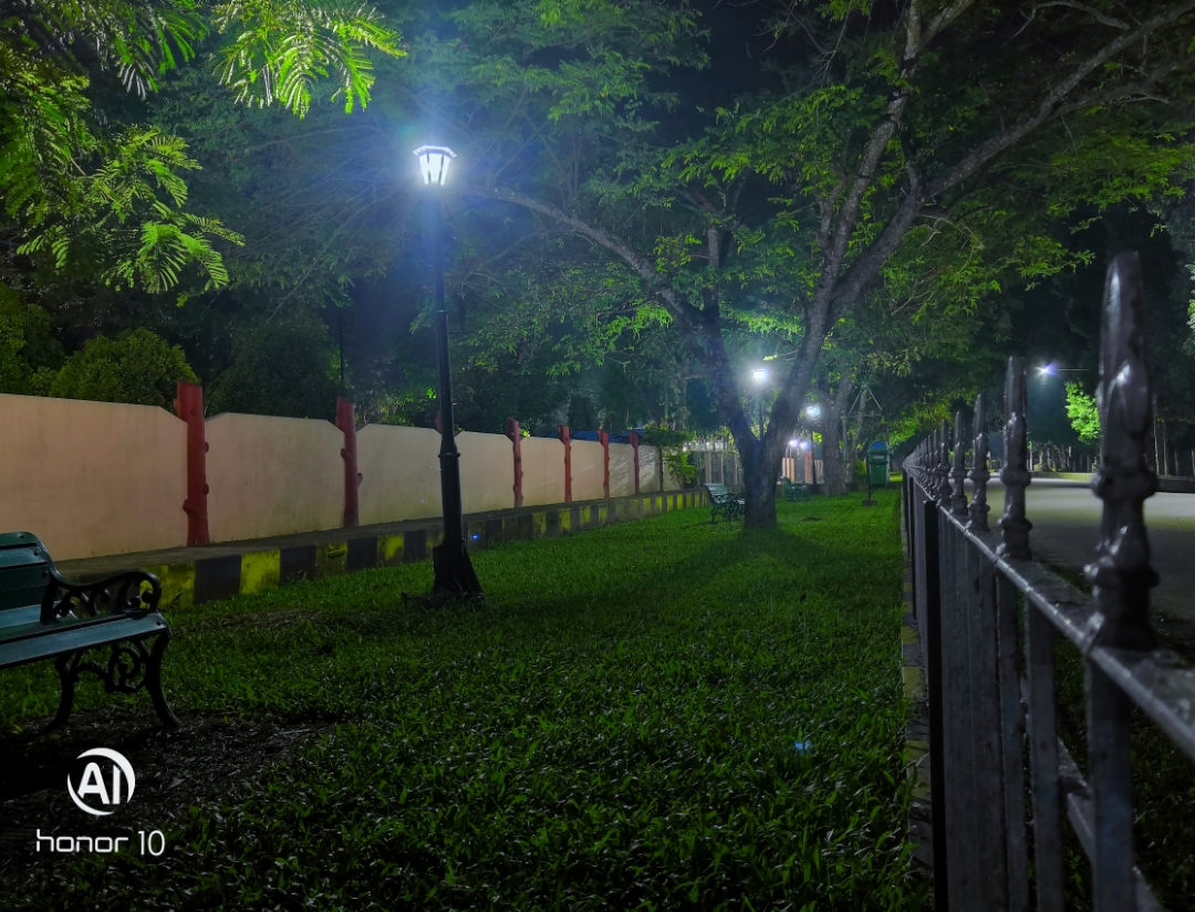 A garden at night
