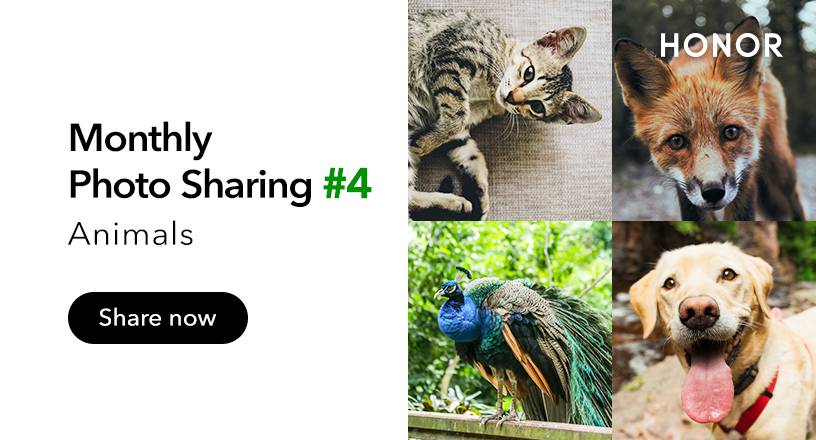 Monthly-Photo-Sharing-4-Animals
